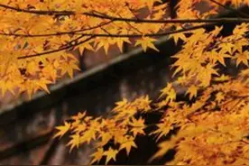 散文：采集深秋的诗意，让温暖照亮人生的底色图片