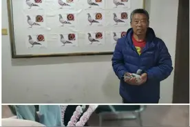 一人飞得冠军亚军 大连500公里前十原生态照图片