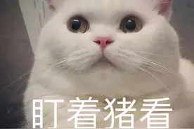 母猫能不能发腮？图片