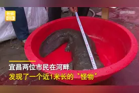 湖北一村民河边发现一条近一米长的“大头怪物”，经鉴定后已放生图片