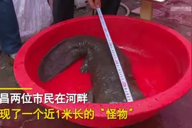 湖北一村民河边发现一条近一米长的“大头怪物”，经鉴定后已放生图片