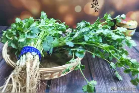 香菜放冰箱，5天烂了一多半，现在才知道，这样存放1月都新鲜图片