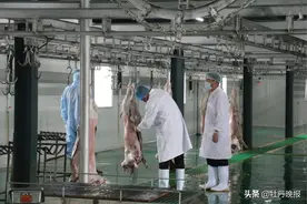 全省首家! 菏泽牛羊肉实现集中屠宰检疫，让放心肉进万家图片