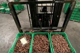 沙特一家椰枣工厂，员工上上下下都是清一色女子！图片