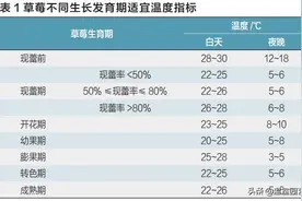 想要种好草莓，你需要知道这些栽培管理技术要点图片