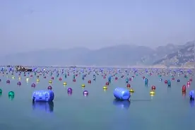 霞浦美食 | 鲍鱼养殖又丰收，海鲜美味大馈赠图片
