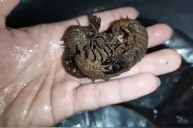 野河休闲钓，手杆绷尖钓法，岸边捡别人的麦子挂钩，最后鲫鱼连杆图片