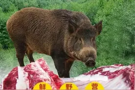 东北野味也挺野图片