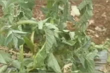 麻烦老师们看看是什么病？马铃薯青枯病你可认识图片