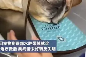 宠物狗眼睛水肿，治疗花7万，未好转反而失明图片
