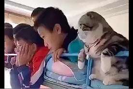 猫咪跟着一群小学生，一起趴在床上看电视，猫：跟着看就对了图片