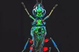 数个极其残忍无道的寄生生物图片