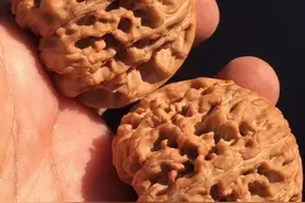 文玩核桃的初期保养与打底，千万别着急上手图片