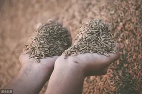 "驯化"人类的稻子，10万多个种类，"植物王国"中最大的赢家图片