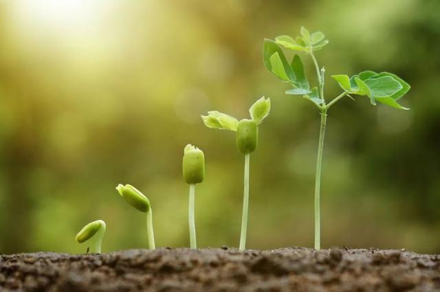 吃花胶干贝引发咽喉炎 2026年花胶吃了会过敏吗