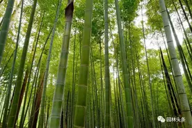 竹子是“草”不是树，带你认识26种竹子图片