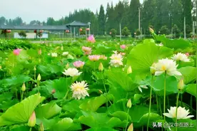 盘点汉中6大“最佳赏荷地”！全都不要门票图片