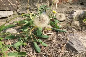女子长期坚持喝蒲公英水，后来身体怎样？蒲公英真能杀死癌细胞？图片