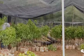 漳浦有人专种这种荔枝苗，一株40元！图片
