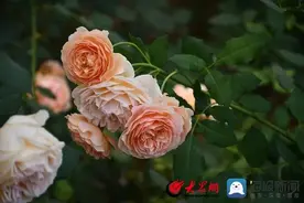 火了！菏泽这片万亩花海被誉为“中国玫瑰第一镇”，游...图片