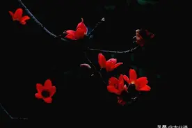 每日一花（木棉花）图片