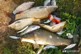 春季钓鲤鱼，天气有这个特点，鲤鱼最好钓，“爆护”的机会来了图片