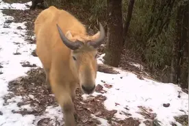 秦岭里这种动物比野猪更闹心 还跟大熊猫抢食图片
