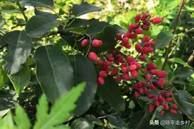 秦岭山里有哪些野果？不了解还真不知道，原来有这么多种野果子图片