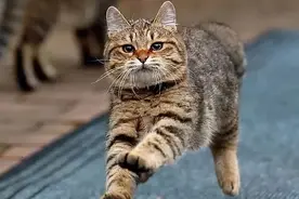 这只善解人意的田园猫，养它的铲屎官一定是收到了上天的馈赠图片