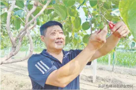 三河市三里庄村：软枣猕猴桃成种植“新宠”图片