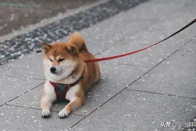 要论笑容的治愈力，柴犬当属第一图片