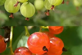中国常见动植物(植物篇五)图片