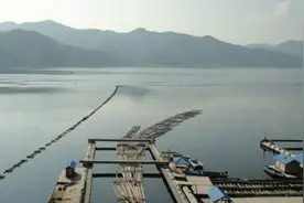 「知青往事」放排木是一项高风险的活计图片