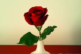 一往情深，一生难忘图片