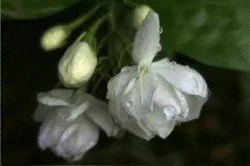 初秋，西域山野的茉莉花依然盛开怒放，芳香怡人图片
