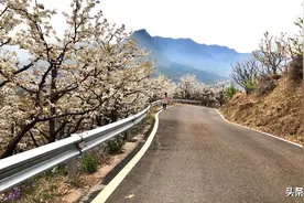 “云赏”万亩梨花   平谷镇罗营风景如画图片