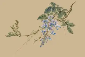 藤本花卉——紫藤、凌霄花画法简单示范图片