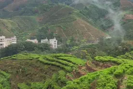 单丛雪片茶的特点，鸭屎香来自哪里？图片