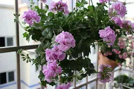 这3种花，冬天不怕冷，夏天不怕热，一年四季有花看图片