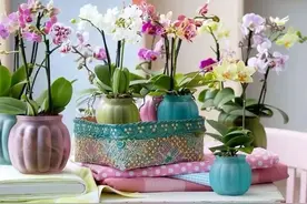 春节养八种兰花，芳香又文雅，你家有几种？图片