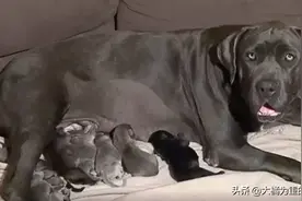 狗狗产下21只狗，虽比世界纪录少3只，却成了澳洲产仔最多的狗图片