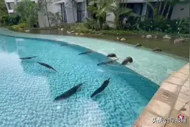 新加坡水獭家族复出 大闹公寓泳池吃光池塘金鱼图片