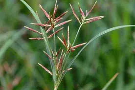 种植花生，香附子杂草不容易防除，常见3种方式你选择哪个？图片