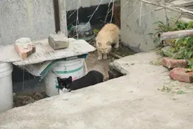 天台上的困局：数十只流浪猫生活在小区楼顶无人管理图片