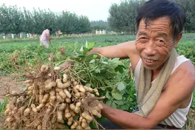 花生用什么肥料增产明显，试试这个叶面肥，一亩地至少能多收两成图片