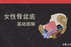 医学图解——女性盆底图片