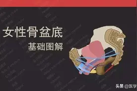 医学图解——女性盆底图片