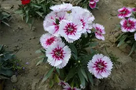 常绿,叶形优美,花色艳丽,且花具芳香,花期长的常夏石竹介绍图片