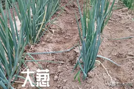 大葱喜欢什么肥料，大葱烂根与肥料有关？烂根怎么办？图片