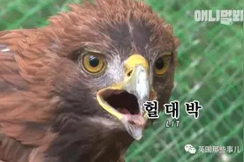 猛禽变沙雕！金雕受枪伤后疗养8年，差点养成了呆萌走地鸡啊图片